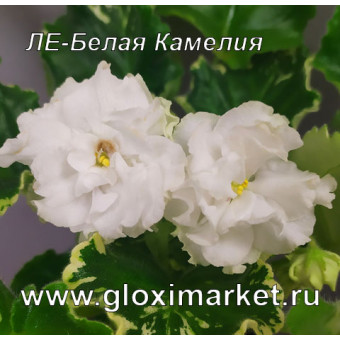 Фиалка ЛЕ-Белая Камелия ( укор. лист с детками)